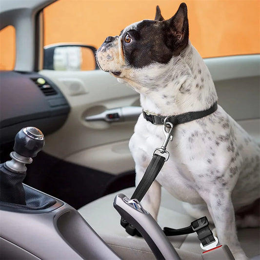 Cinturón de seguridad coche